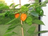 web.02 chili habanero - 19. september 2009